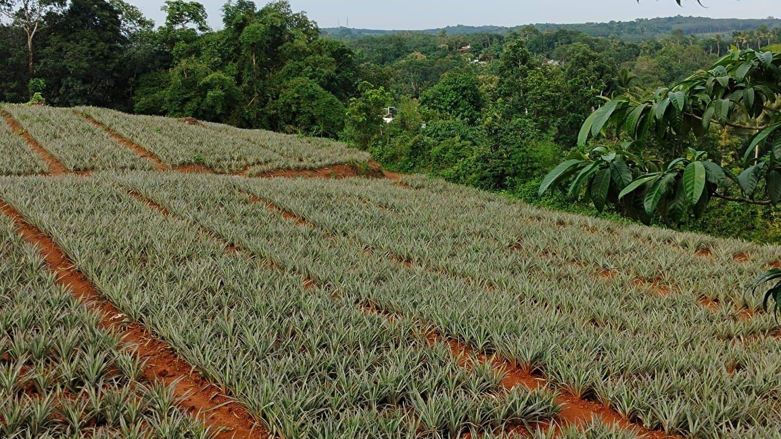Plot At Piravom — photo 1