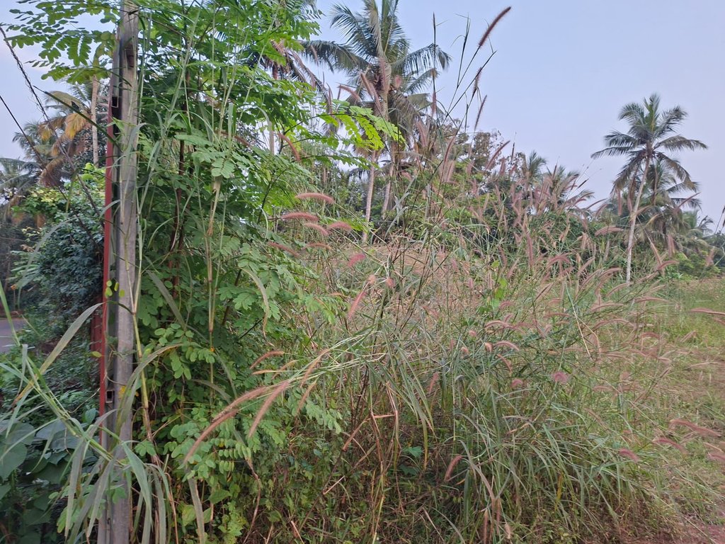 Plot At Pottanpara — photo 2