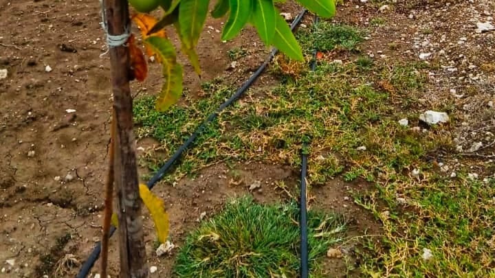 Agricultural Land in Ongur — photo 10