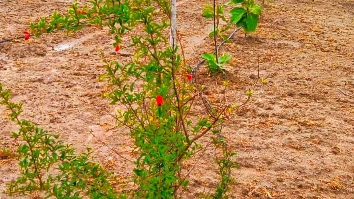 Agricultural Land in Ongur — photo 8