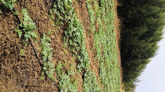 Agricultural Land in Ongur — photo 5