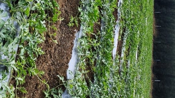 Agricultural Land in Ongur — photo 1
