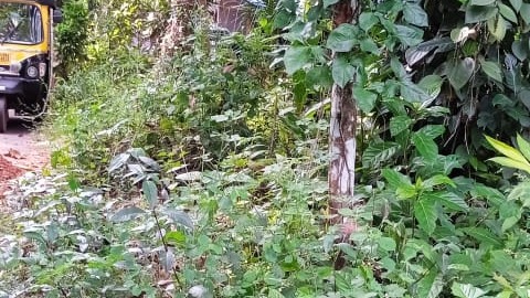 Plot in ManolikavuSree Koorumbha Bhagavathi Temple — photo 1