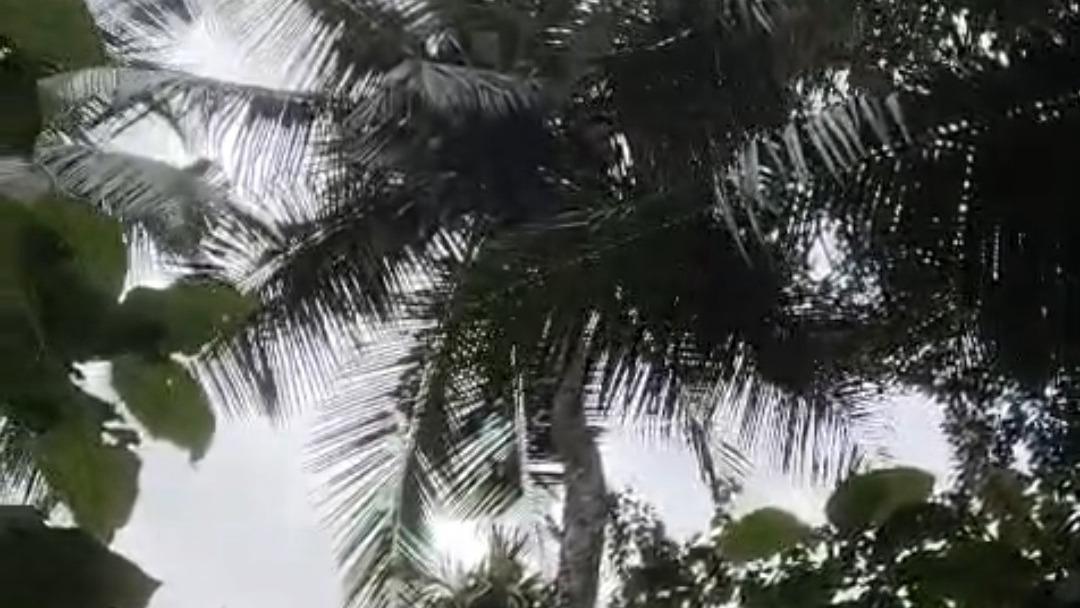 Plot in Pinarayi, Venduttayi — photo 17