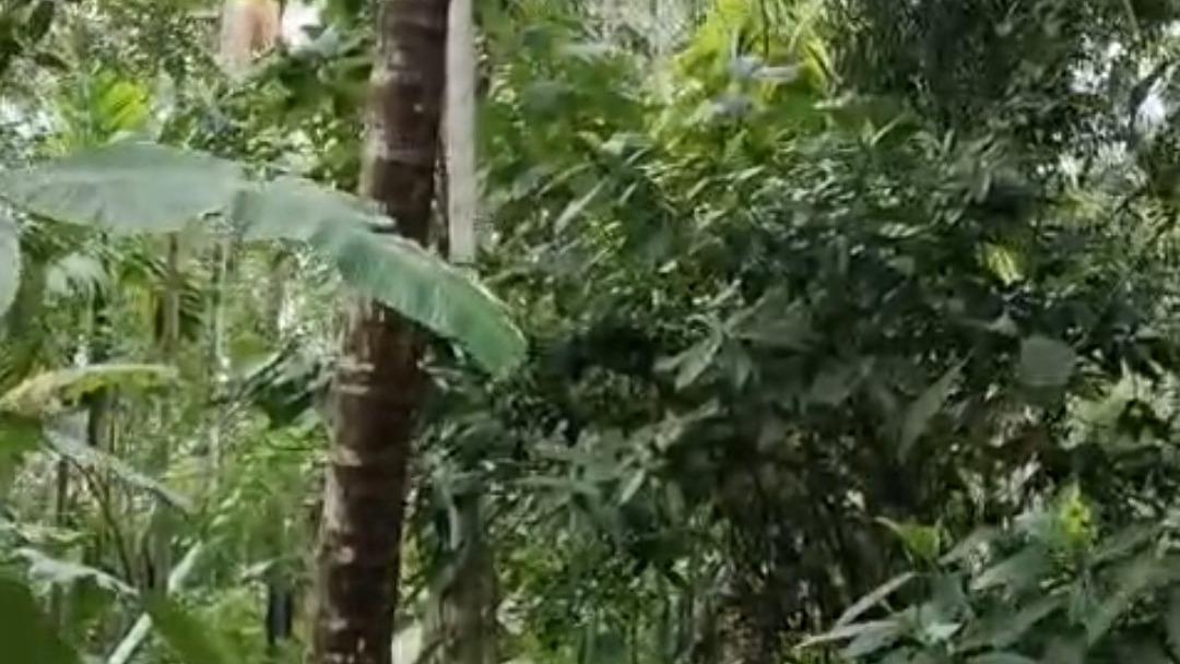 Plot in Pinarayi, Venduttayi — photo 16