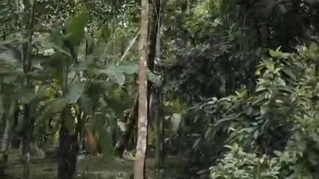 Plot in Pinarayi, Venduttayi — photo 15