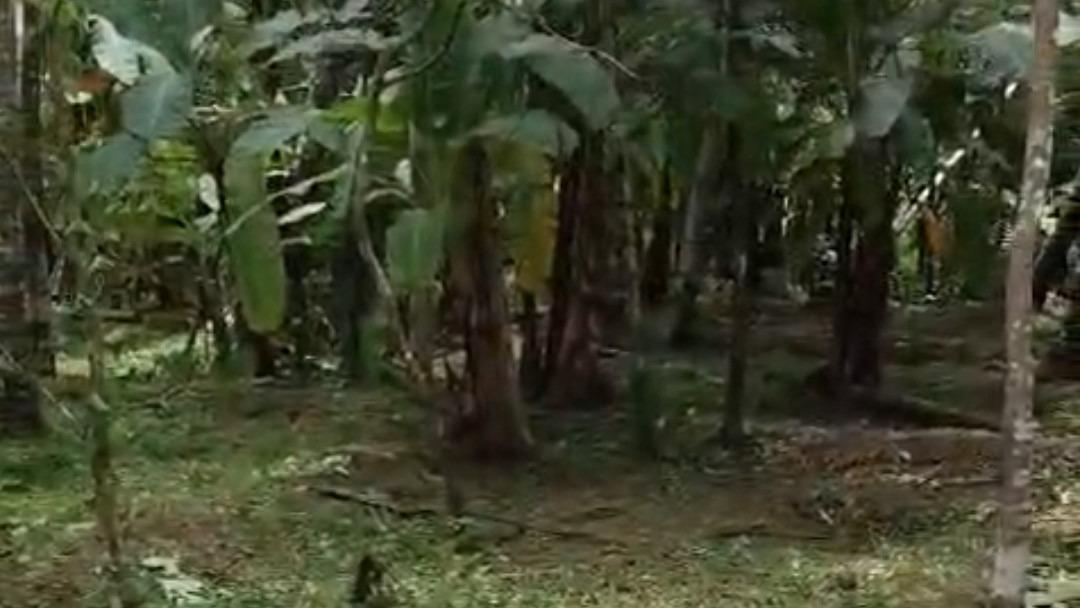Plot in Pinarayi, Venduttayi — photo 10