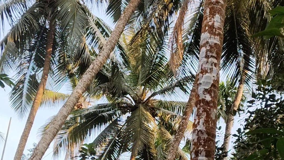 Plot in Pinarayi, Venduttayi — photo 9