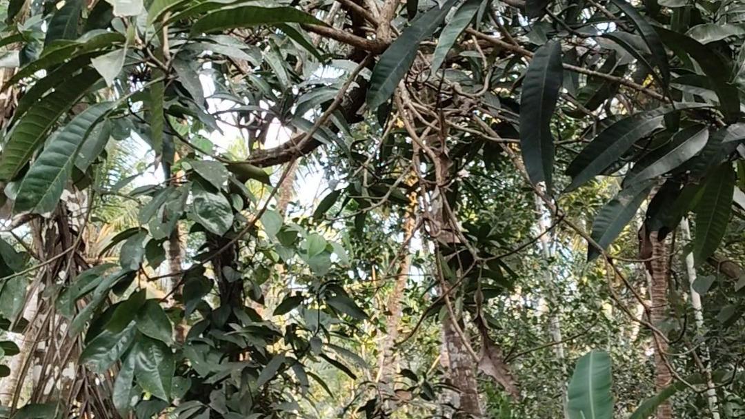 Plot in Pinarayi, Venduttayi — photo 8