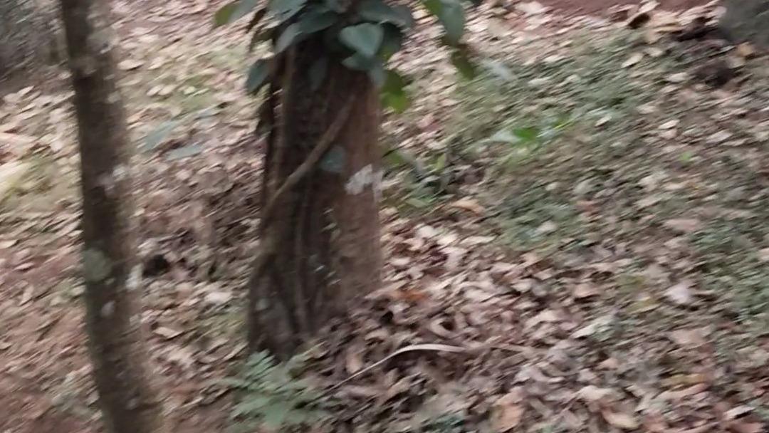Plot in Pinarayi, Venduttayi — photo 7