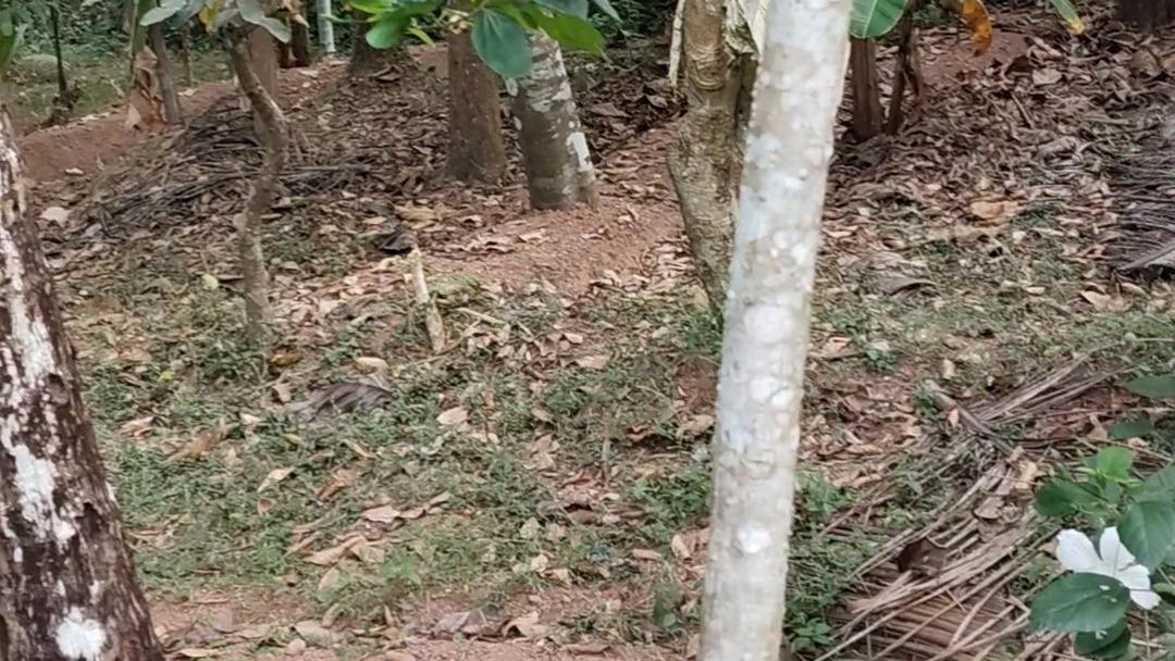 Plot in Pinarayi, Venduttayi — photo 6