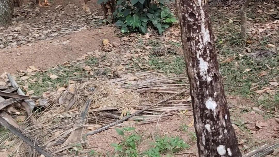 Plot in Pinarayi, Venduttayi — photo 5
