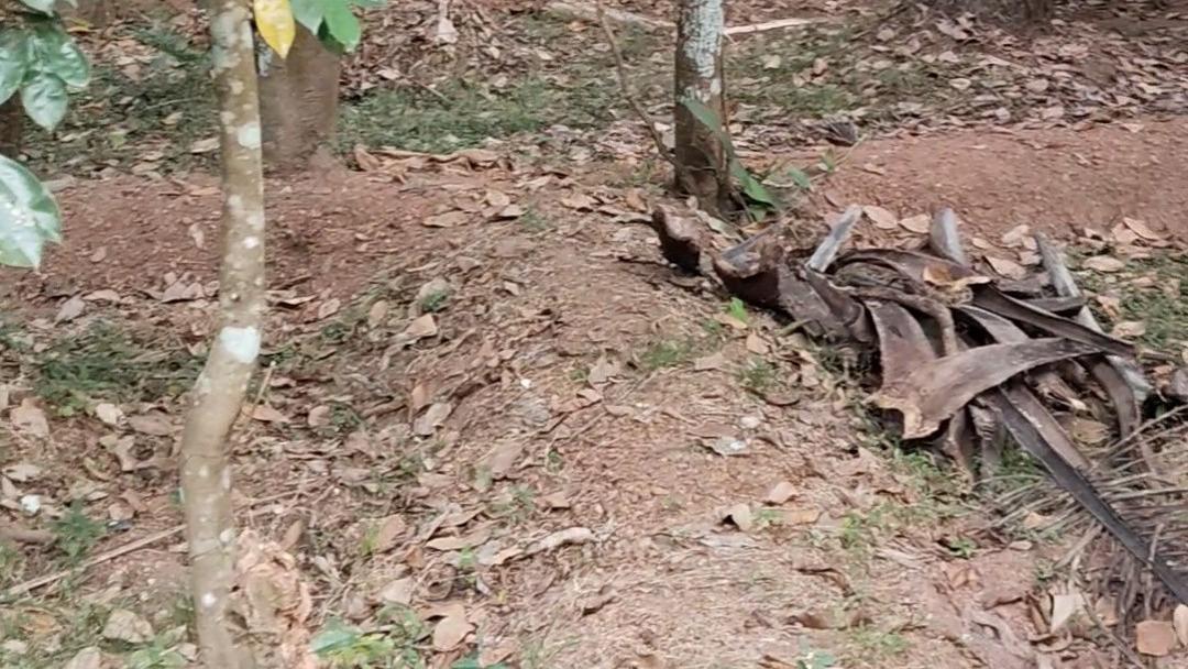 Plot in Pinarayi, Venduttayi — photo 3