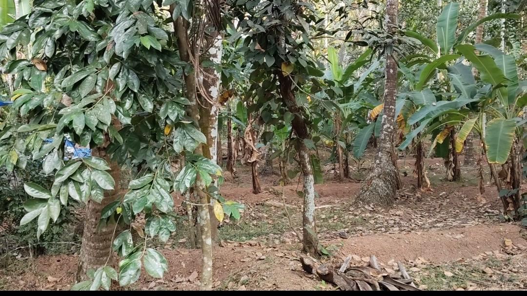 Plot in Pinarayi, Venduttayi — photo 2