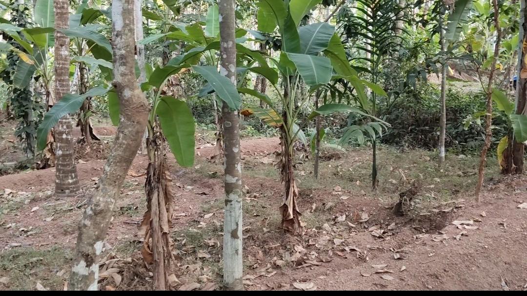 Plot in Pinarayi, Venduttayi — photo 1