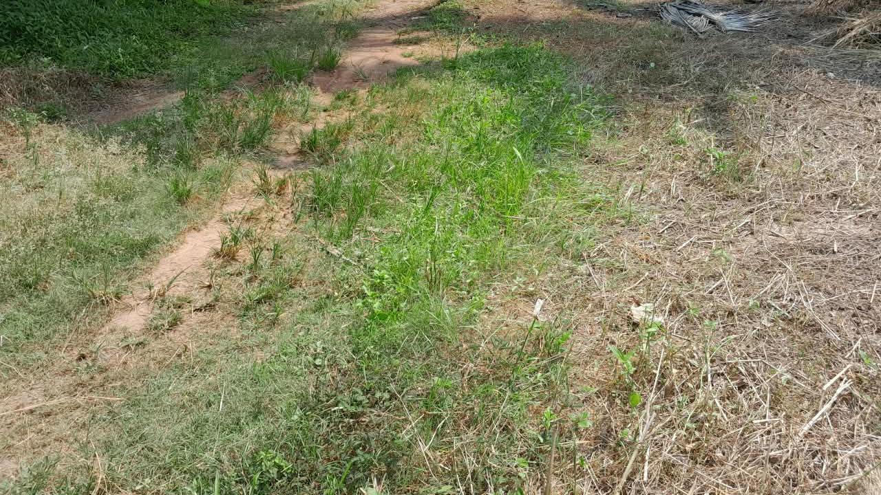 Plot in Pantheeramkavu test — photo 5