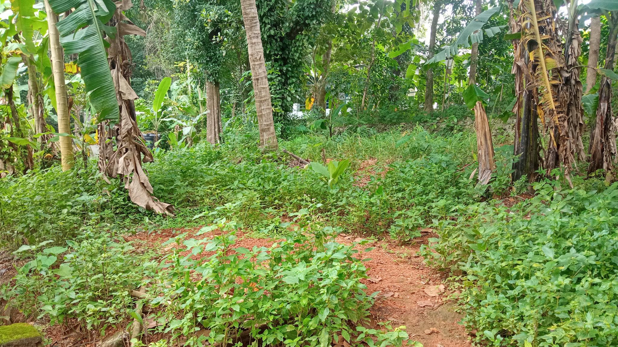 Plot in Manarcadu, Kottayam — photo 6