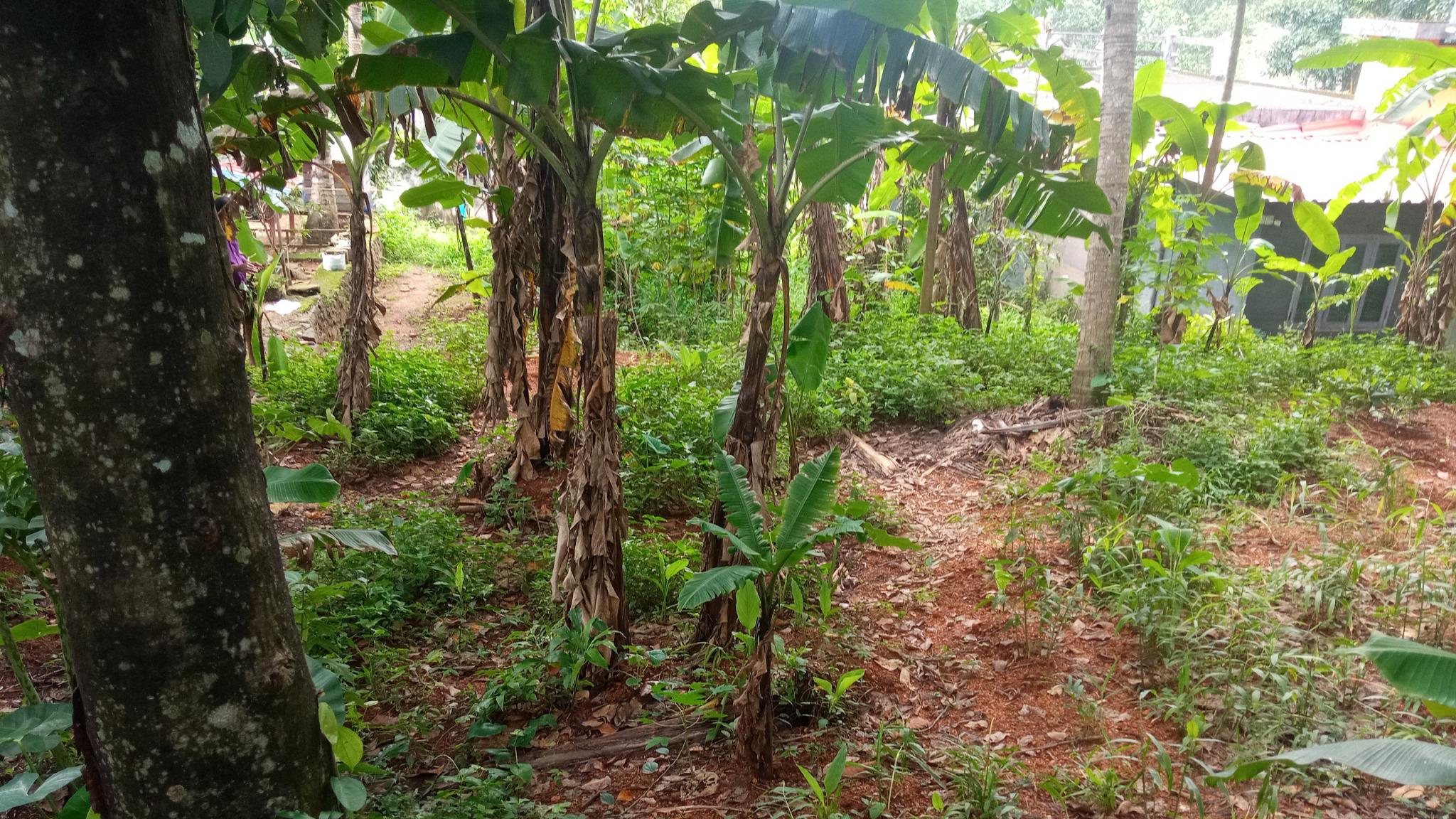 Plot in Manarcadu, Kottayam — photo 4
