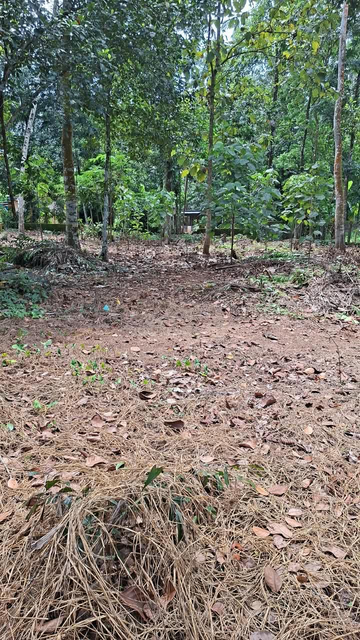 Plot in Pandalam, Pathanamthitta — photo 3