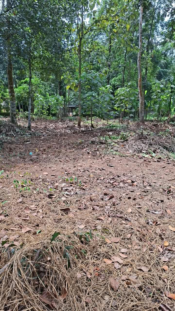 Plot in Pandalam, Pathanamthitta — photo 5
