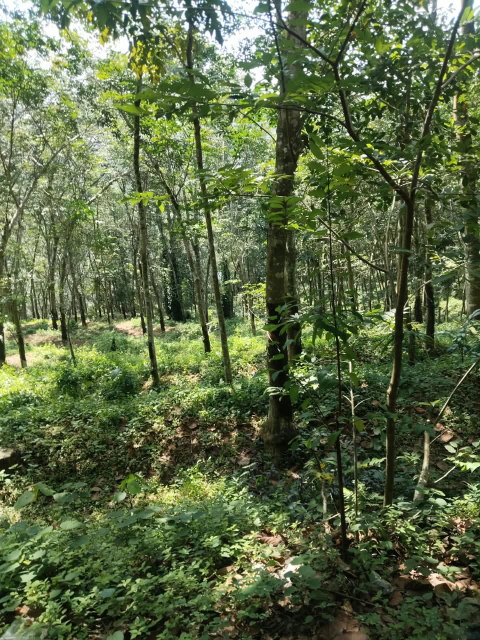 Plot At Nedumangad — photo 1